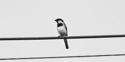 A bird on a wire