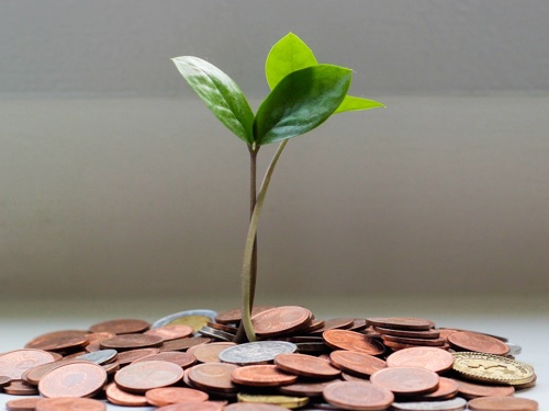 A plant growing in a heap of coins
